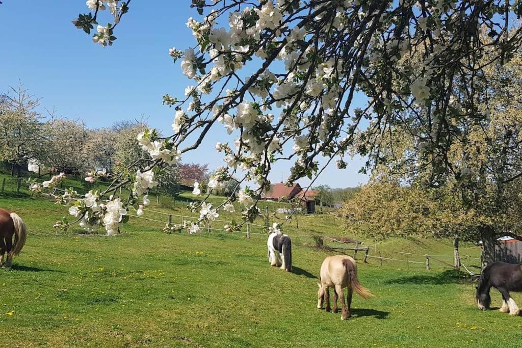 Les Vergers D'Epona "Fremifontaine Vosges" Bagian luar foto