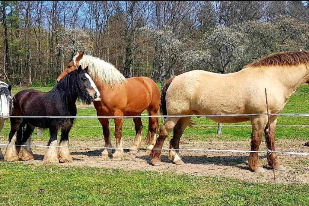 Les Vergers D'Epona "Fremifontaine Vosges" Bagian luar foto